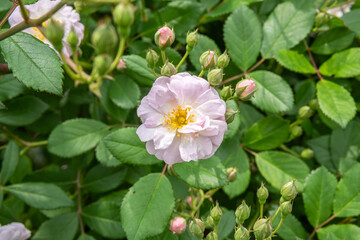 Pink wild rose blooming in green garden with buds and leaves