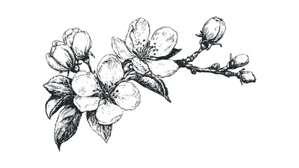 Detailed ink sketch of blossoming apple tree branch with open flowers and buds. Vector hand drawn illustration