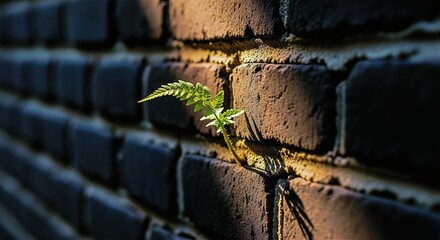 Resilience: A Fern Growing from a Brick Wall - Symbol of Hope & Growth