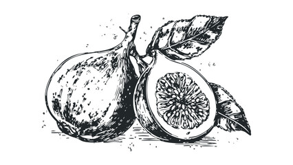 Ink sketch of two ripe figs, one halved to reveal seeds, with leaves. Vector hand drawn illustration