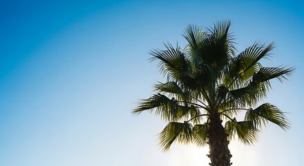 Obraz premium Palm Tree Silhouette Against Blue Sky.