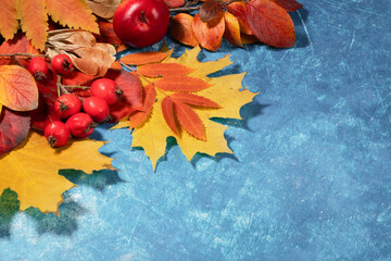 Different vibrant autumn leaves and red fruits arranged on textured blue background with copy space