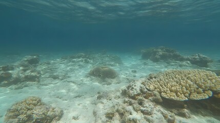 Stunning Underwater Coral Reef Scene Tranquil Ocean Floor