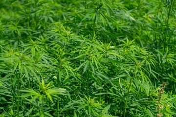 Field of green industrial hemp growing densely on a plantation, young plants with characteristic narrow leaves.