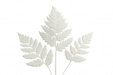 White fern leaves positioned symmetrically against transparent backdrop, creating minimalist botanical composition with clean, elegant design potential