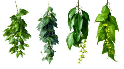 Four hanging green leafy branches with water droplets, cut out transparent