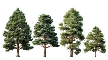 Four mature pine trees of varying sizes displayed against a white background, cut out transparent