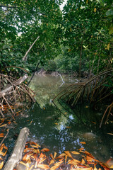 A lush mangrove forest reflecting in still waters, vibrant and alive.