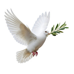Obraz premium White Dove with Olive Branch Flying Isolated on Transparent Background