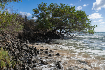 A majestic tree flourishes by the water's edge, enhancing natural beauty greatly.