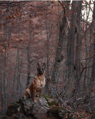 A Belgian Malinois sits on a rock amidst a forest clearing with dense trees in the background. The calm natural setting highlights the dog attentive expression.