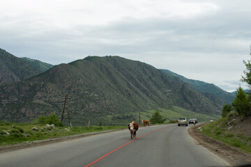 Brown and white cow walking calmly on the country road near the grassy hillside in a remote countryside area, surrounded by nature of Altai region.