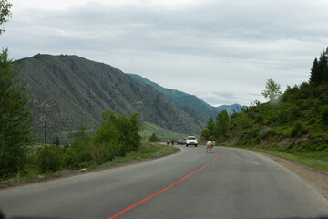 Brown and white cow walking calmly on the country road near the grassy hillside in a remote countryside area, surrounded by nature of Altai region.