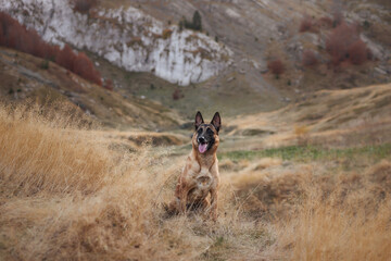 A Belgian Malinois sits in a dry grass field surrounded by golden hues of nature. The backdrop of hills and natural light enhances the serene environment.