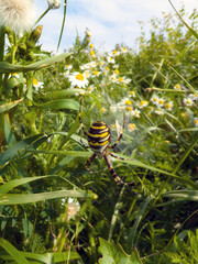 Close-up of a wasp spider
