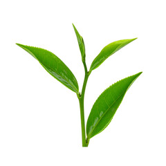 Obraz premium Vibrant Green Tea Leaf Isolated On White Background: A close-up shot of a fresh green tea leaf, showcasing its vibrant color and intricate details. 