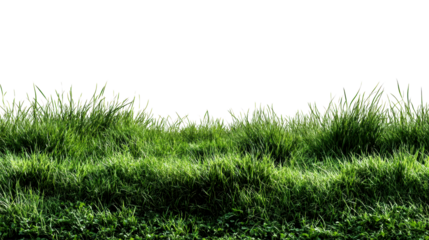 Lush green grass blades and clover plants with bright sunlight casting shadows, cut out transparent