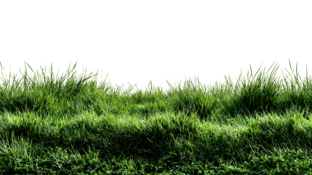 Lush green grass blades and clover plants with bright sunlight casting shadows, cut out transparent