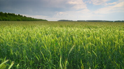 A Beautiful and Lush Green Wheat Field Majestically Under a Cloudy Sky in Natures Splendor