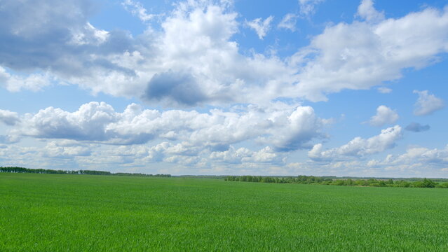 A vast expanse of green fields under a bright blue sky adorned with fluffy white clouds - Powered by Adobe