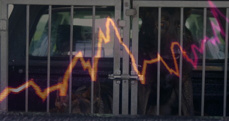 Displaying two German Shepherd dogs resting inside metal crate in cargo area, with neon line graph