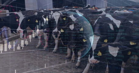 Feeding Holstein dairy cows in covered barn with yellow ear tags and railings, financial overlay