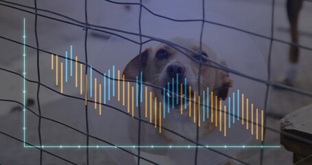 Pressing head against wire mesh kennel fence, dog wearing transparent cone displaying graph overlay