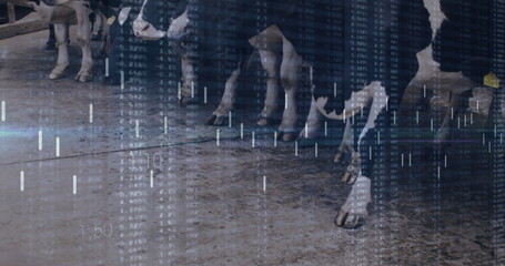 Monitoring dairy cows standing on concrete floor in barn, with stanchion bars and bar chart overlay