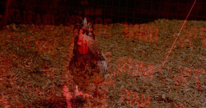 Standing speckled brown and white chicken surveying shavings in wire cage, red stock market overlay