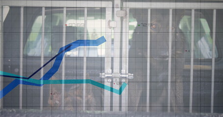 Gripping adult bear holding bars by latch at zoo, with chart grid, trend lines, data points