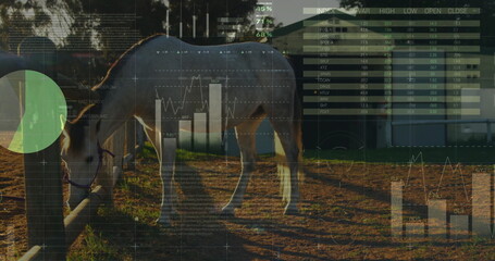 Standing horse wearing halter in sunlit paddock next to fence post, displaying stock chart overlays