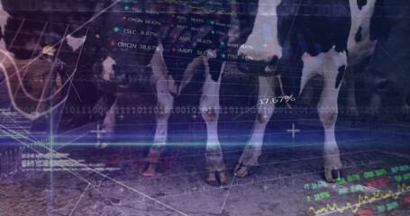 Featuring Holstein cow legs standing on textured barn floor, with fence bars and data overlay