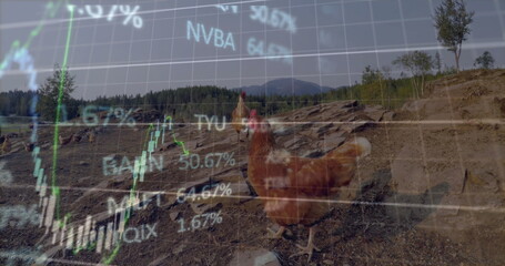 Roaming red-feathered hen pecking rocky ground at farmyard, with logs and financial chart overlay