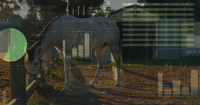 Fototapeta Standing horse wearing halter in sunlit paddock next to fence post, displaying stock chart overlays