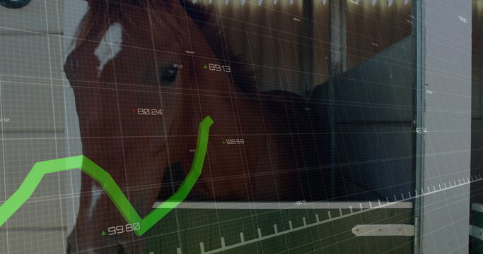 Fototapeta Standing brown horse looking out inside stable, with grid overlay chart showing upward trend
