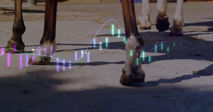 Walking horse hooves crossing sunny paddock with candlestick chart line graph numeric data overlay