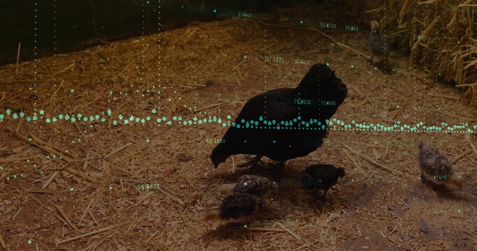 Foraging black hen with chicks scratching bedding in barn, with hay bale, rope, turquoise overlay