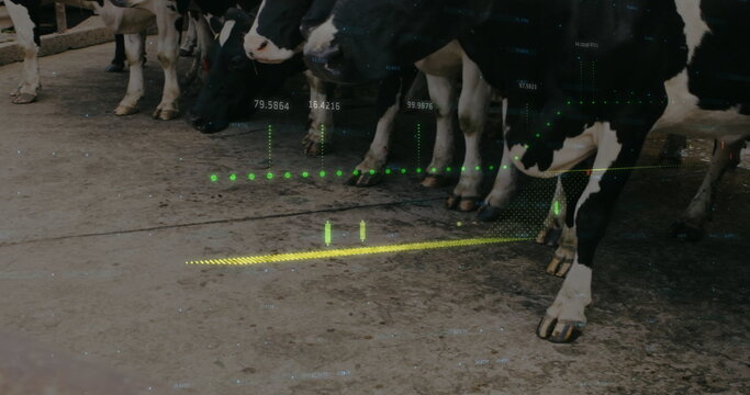 Standing black-white Holstein dairy cows feeding at barn barrier, showing green yellow data overlay - Powered by Adobe