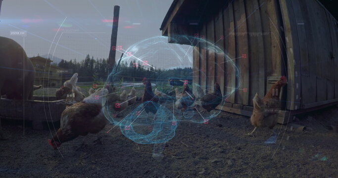 Pecking brown and white chickens in farmyard near wooden coop, showing holographic brain projection
