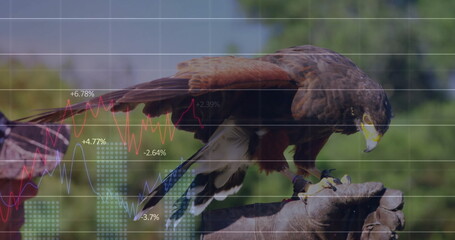 Perching dark brown hawk gripping leather falconry glove at woods, with financial chart overlay