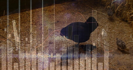 Pecking black hen feeding two chicks on grain-strewn straw with hay bales, financial overlay