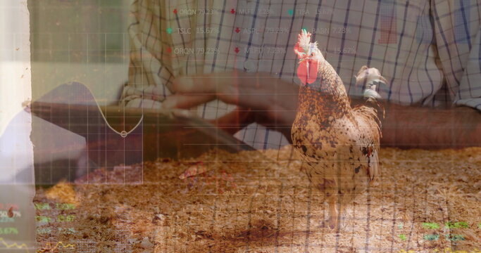 Merging rooster standing on straw in barn, with farmer typing on tablet computer data overlays - Powered by Adobe