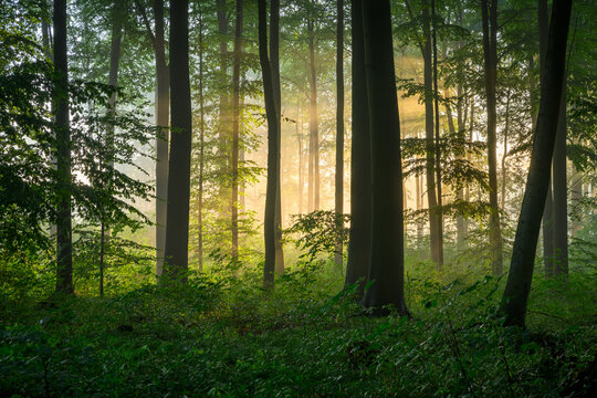 Beautiful sunny morning in green forest