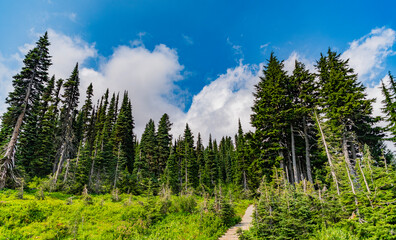 Landscape of scenery nature. Scenic landscape woodland. Hill landscape with forest. Nature mountain forest. Green forest wood landscape in mountain. Nature of mixed forest. Hilltop horizon © be free