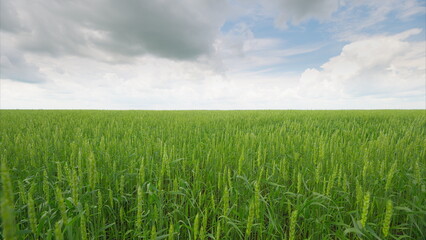 A Vast Green Field Sprawls Under a Beautiful Cloudy Sky in a Picturesque Landscape