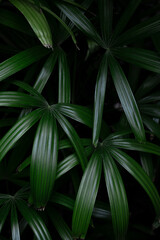 Close-up of lush, dark green leaves of a Lady Palm (Rhapis excelsa). An elegant, abstract natural background with a tropical and moody atmosphere.