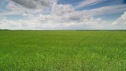 A Vast Green Field Spread Out Beneath a Bright Blue Sky Adorned with Fluffy White Clouds
