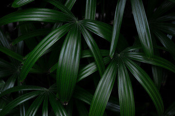 Close-up of lush, dark green leaves of a Lady Palm (Rhapis excelsa). An elegant, abstract natural background with a tropical and moody atmosphere.
