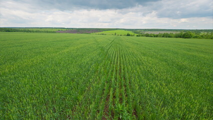 Lush green agricultural fields stretch under a beautifully cloudy sky, creating a peaceful scene