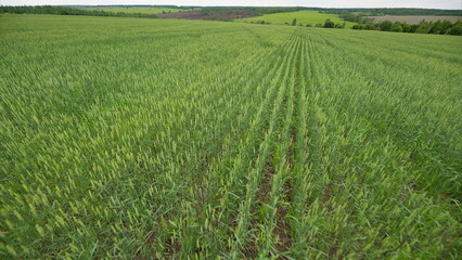A Beautiful Vibrant Green Crop Field Captured from Above, Showcasing Natures Splendor